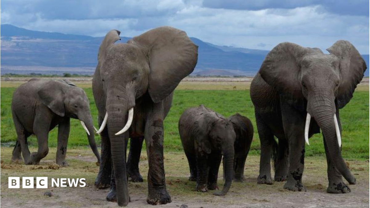 Amboseli elephant deaths: Kenya Wildlife Service suspects cyanide in tomato pesticide to be the cause