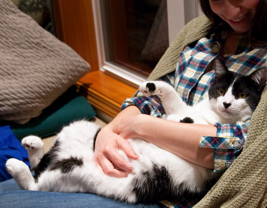 How to Actually Budget for a Pet in 2026: The Real Lifetime Costs Nobody Quotes You (and the Moves That Keep Vet Bills From Wrecking Your Finances)