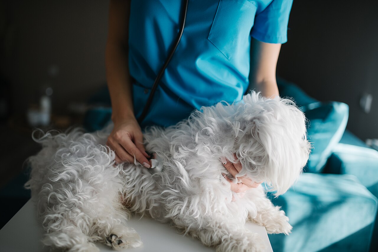 Pet Insurance in 2026: When It’s Worth It and When You’re Throwing Money Away